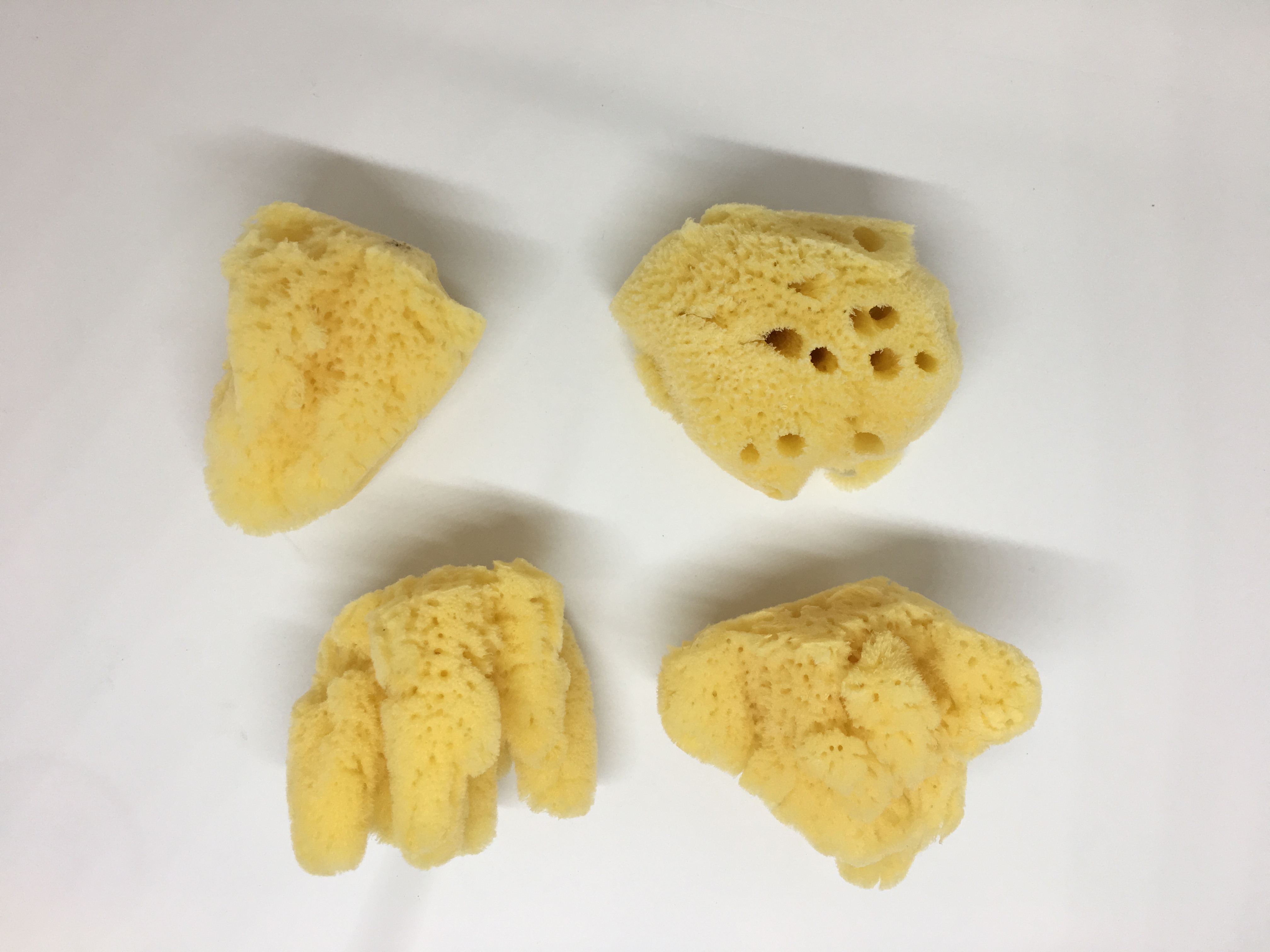 4-Pack of Hermit Crab Sea Sponges (All Natural Hermit Crab Sponge) Awesome  Aquatics 
